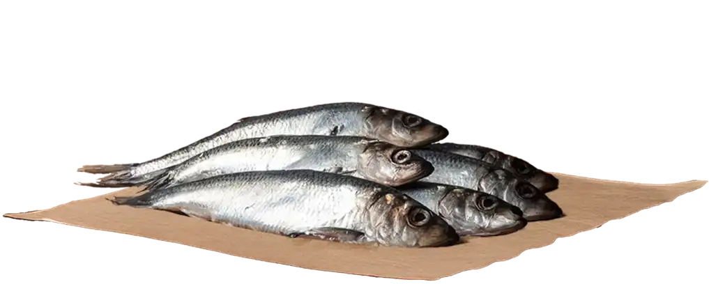 Fresh whole herring on butcher paper